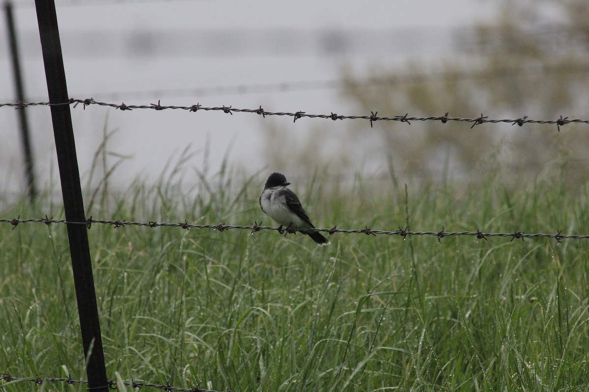 Eastern Kingbird - ML572619961