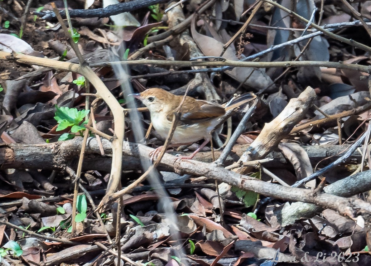 Foxy Cisticola - ML572620021