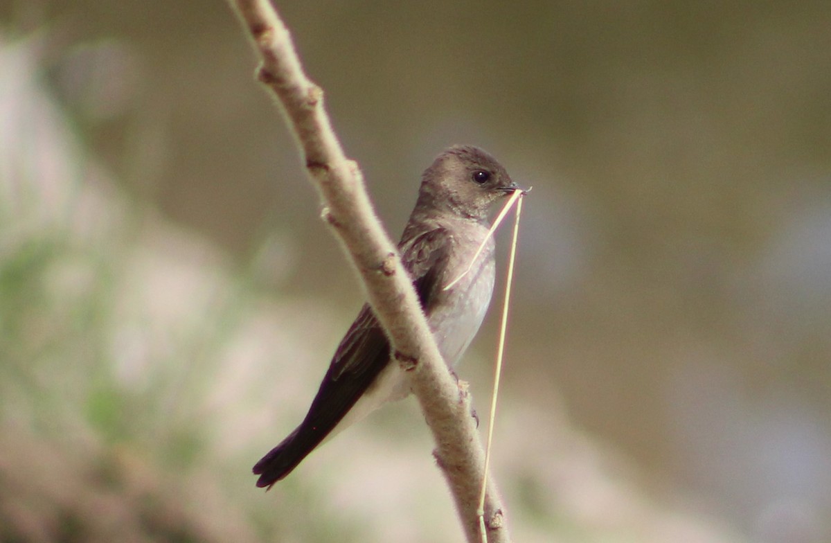 Northern Rough-winged Swallow - ML572620091