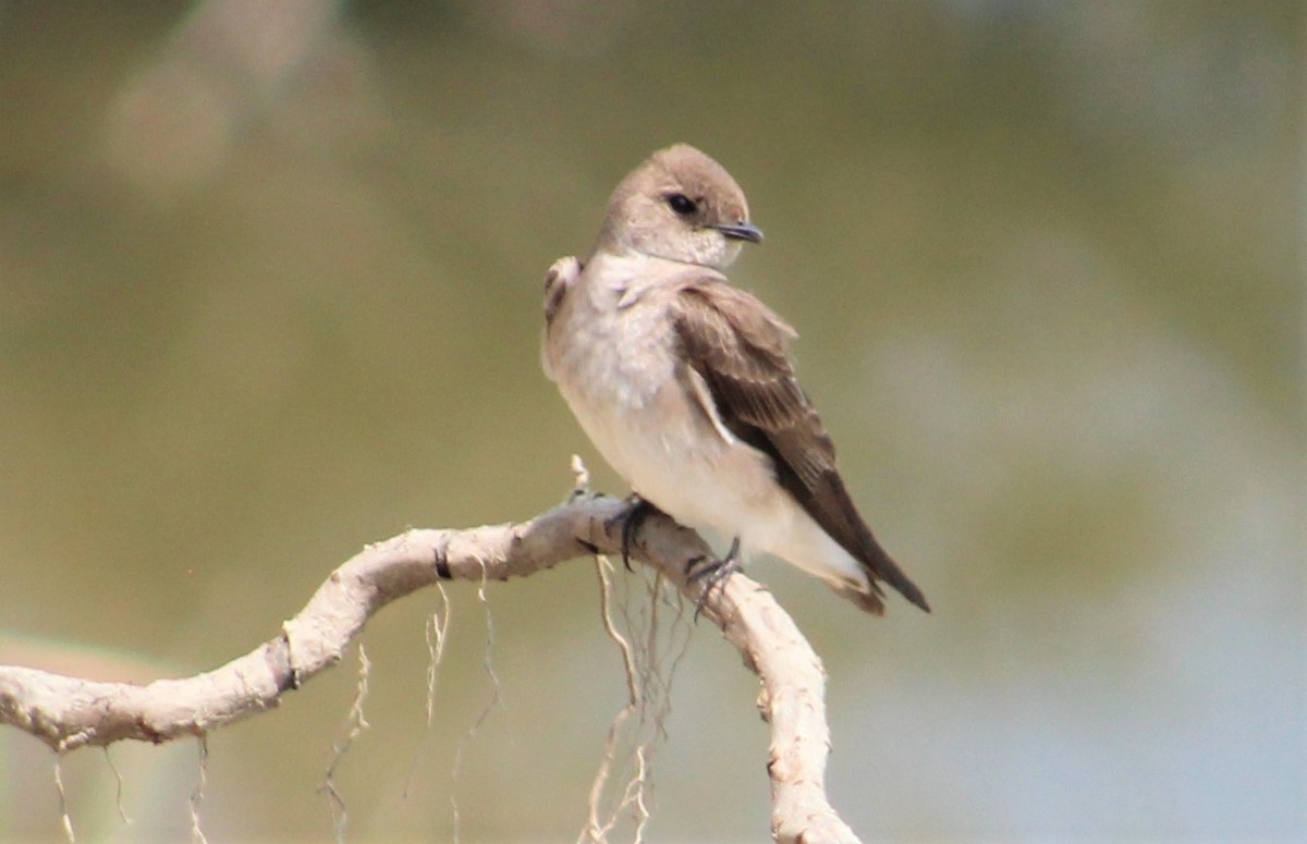 Northern Rough-winged Swallow - ML572620281