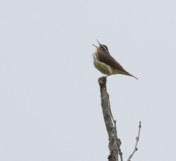 Louisiana Waterthrush - ML572620461