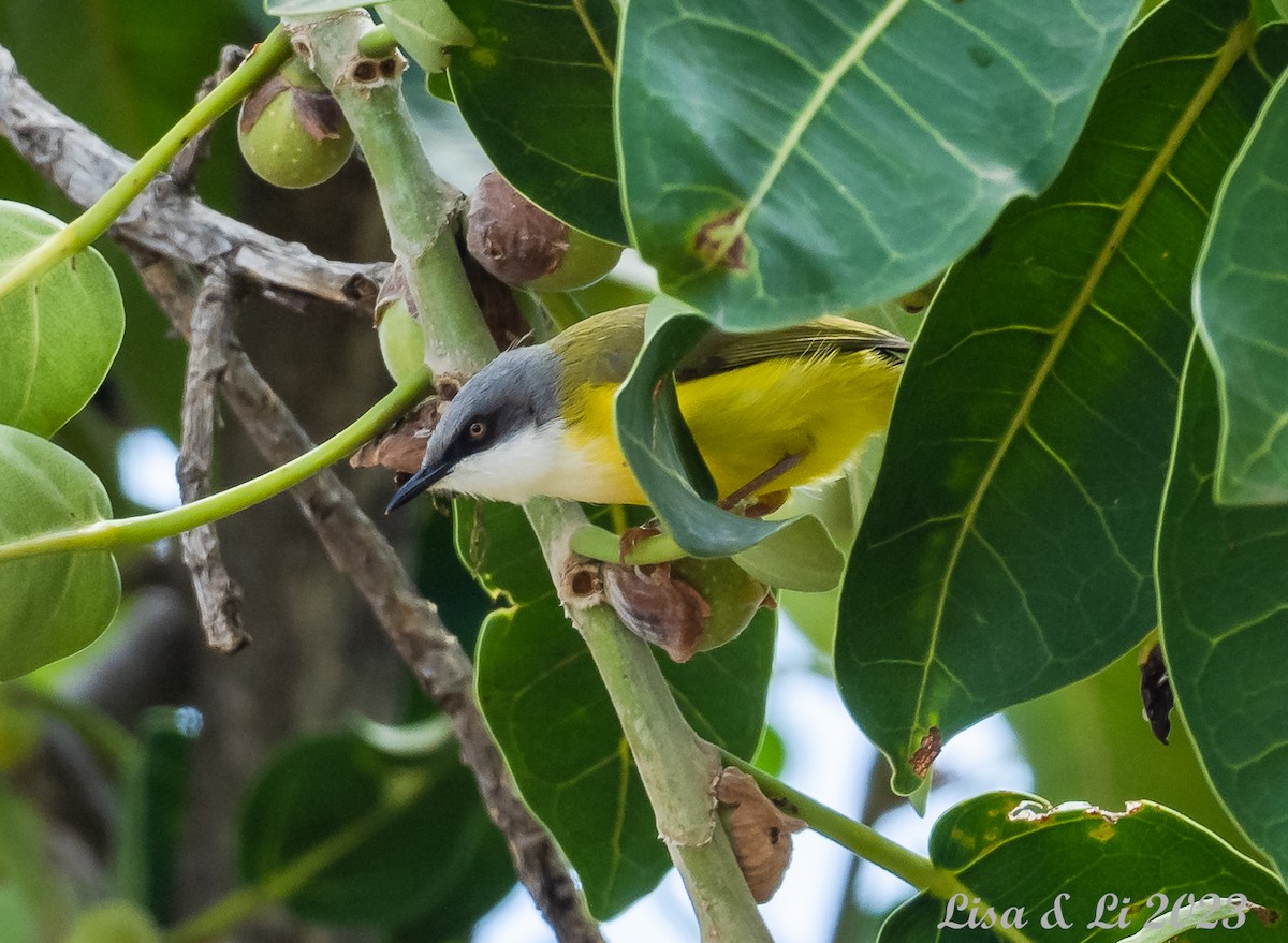 Green-backed Eremomela - Lisa & Li Li