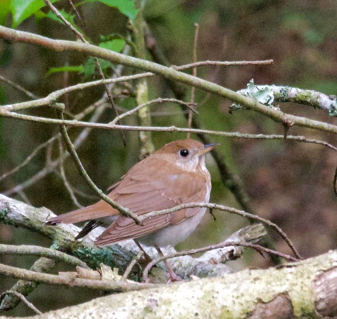 Veery - ML572621781
