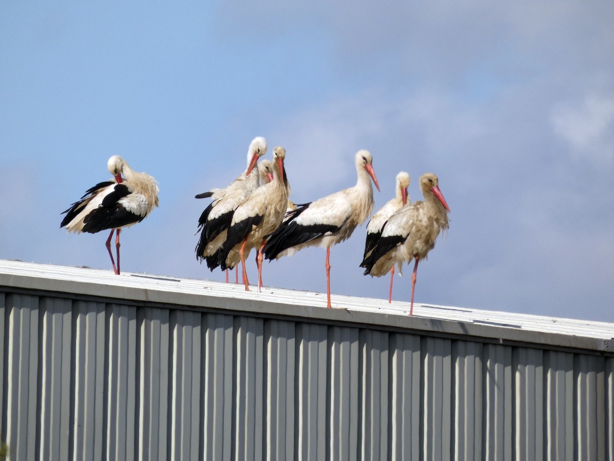 White Stork - ML572621991