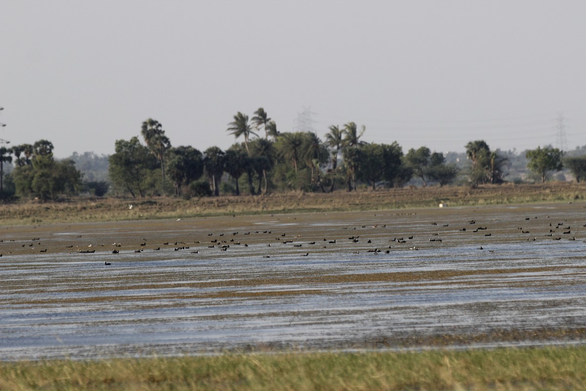 Eurasian Coot - ML57262231