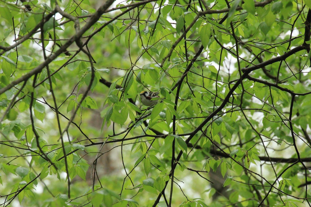 Chestnut-sided Warbler - Brian Nelson