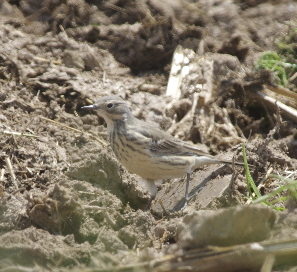 American Pipit - Bill Purcell