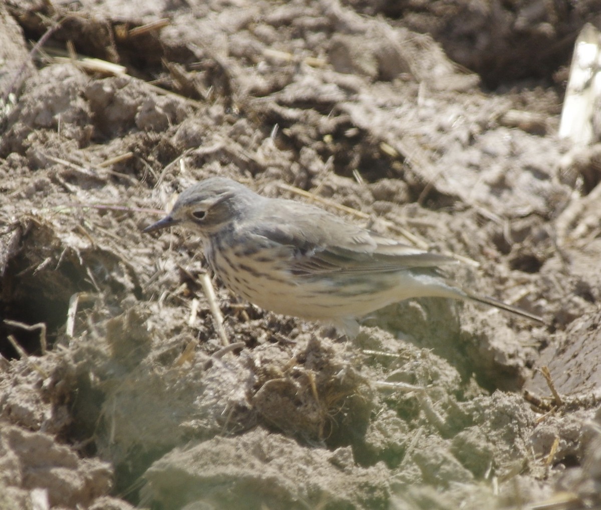 American Pipit - Bill Purcell