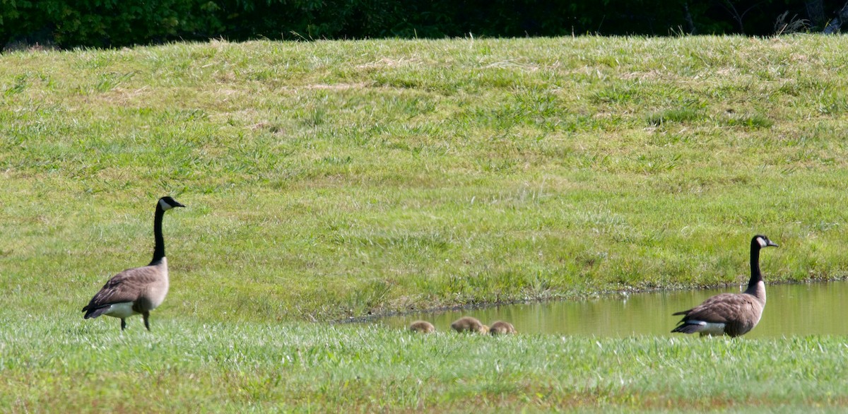 Canada Goose - ML572623291