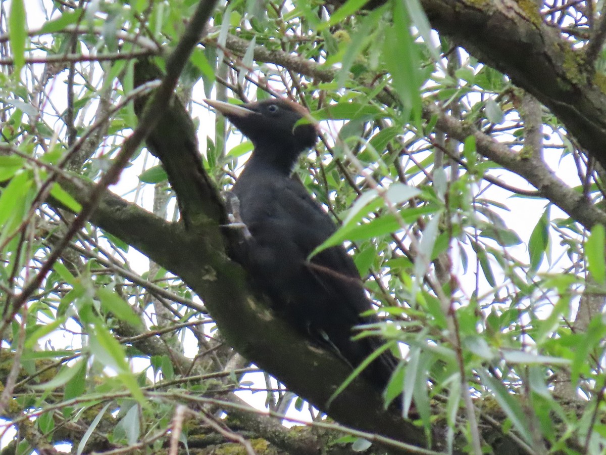 Black Woodpecker - ML572624211