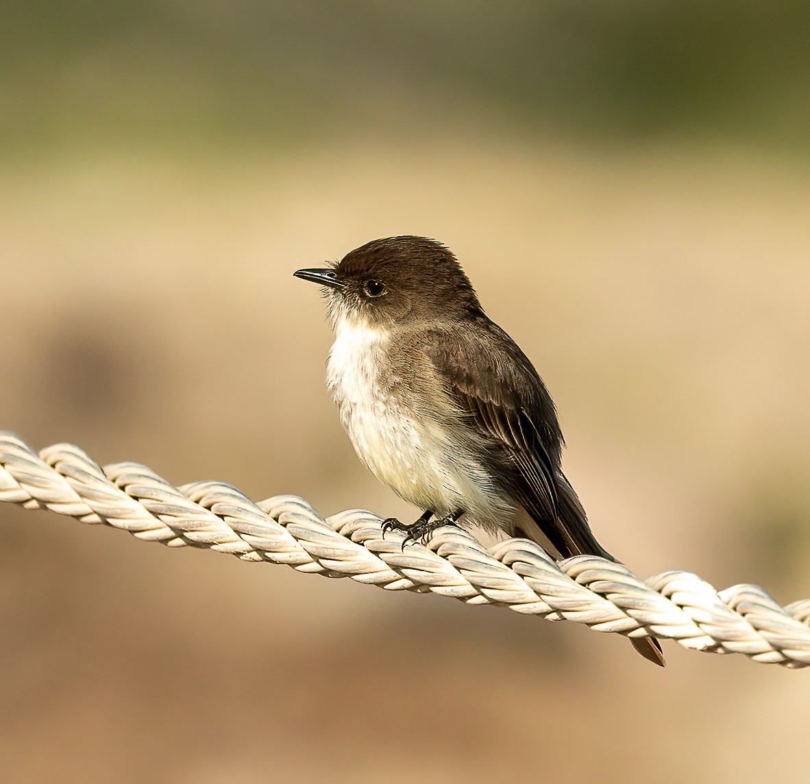 Eastern Phoebe - Steve Sherman