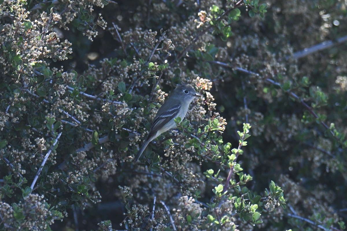 Dusky Flycatcher - ML572624781