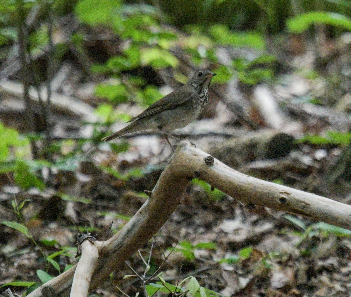 Gray-cheeked Thrush - ML572626151