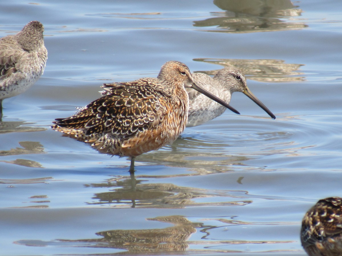 Long-billed Dowitcher - ML572626201