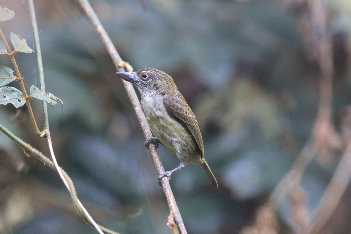 Speckled Tinkerbird - ML57262721