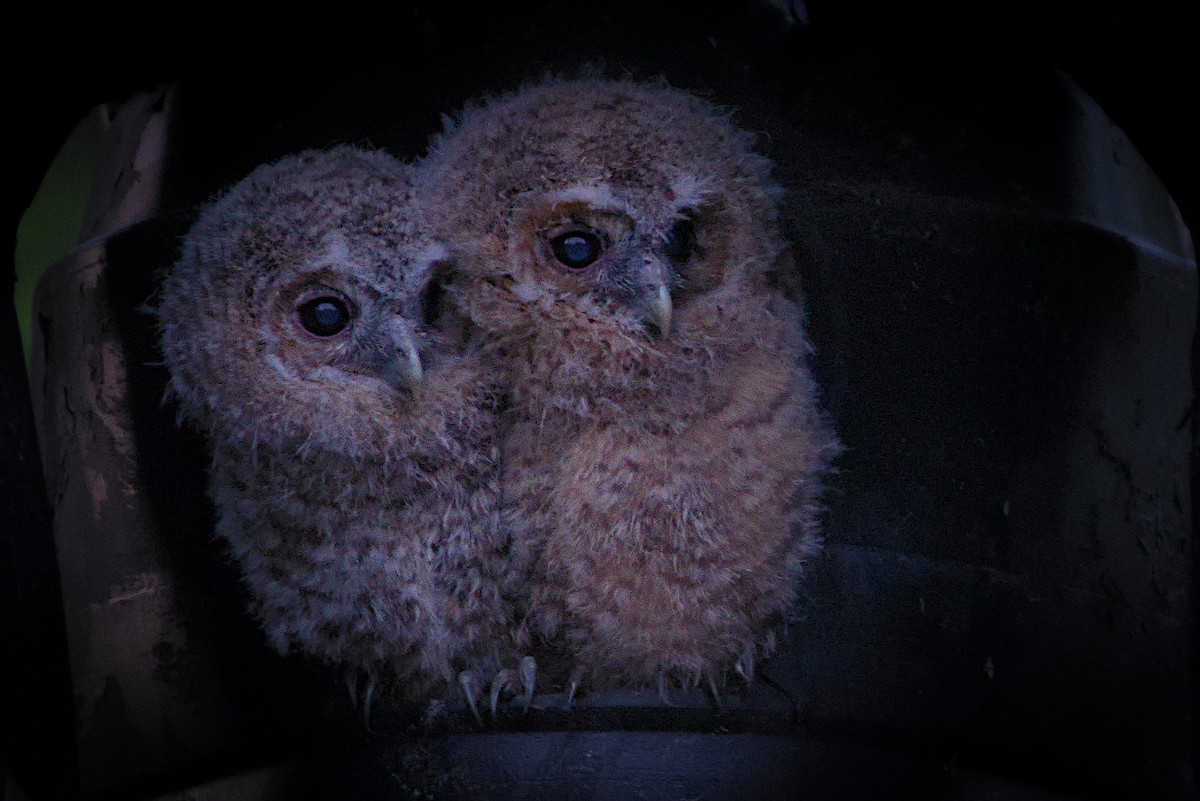 Сова сіра - ML572627641