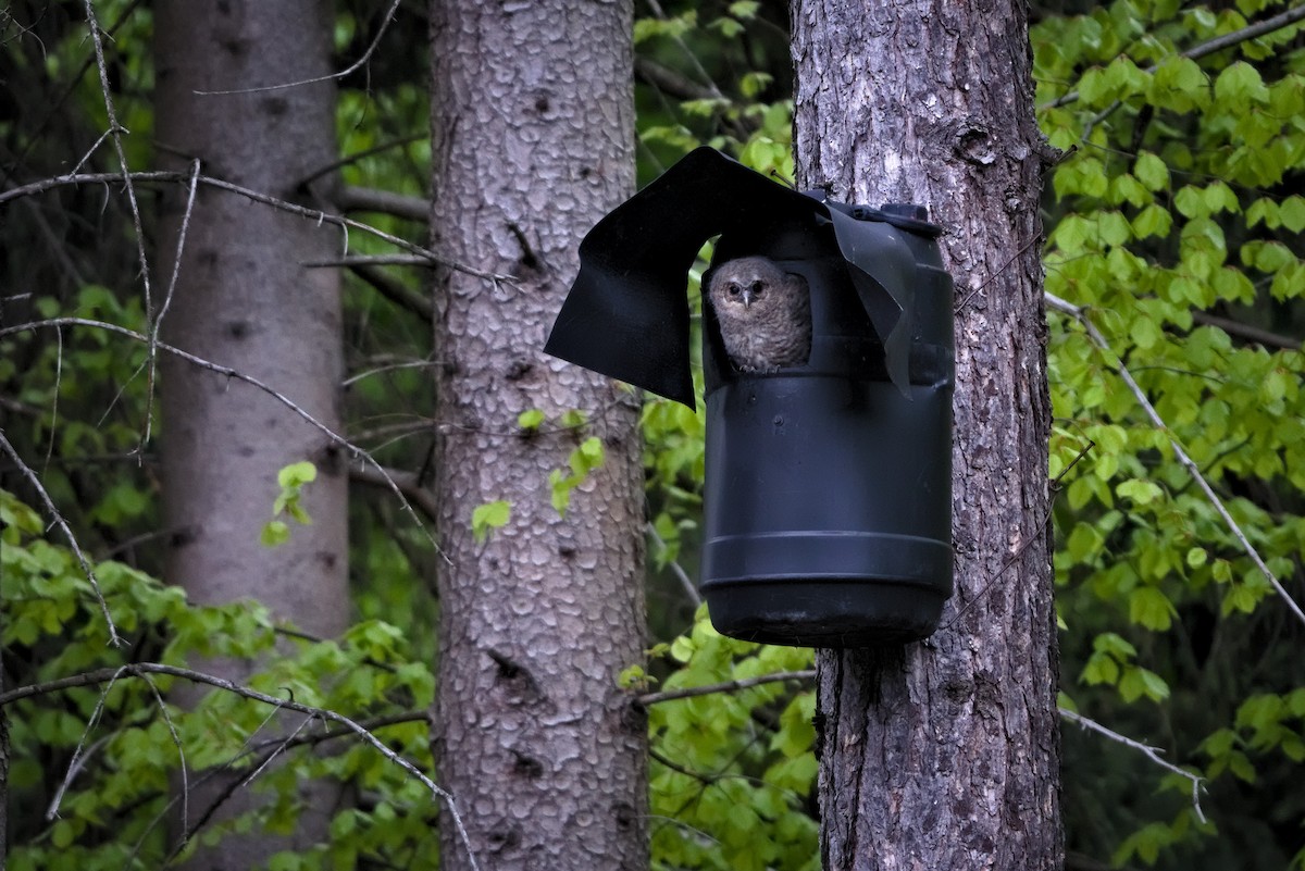 Сова сіра - ML572627651