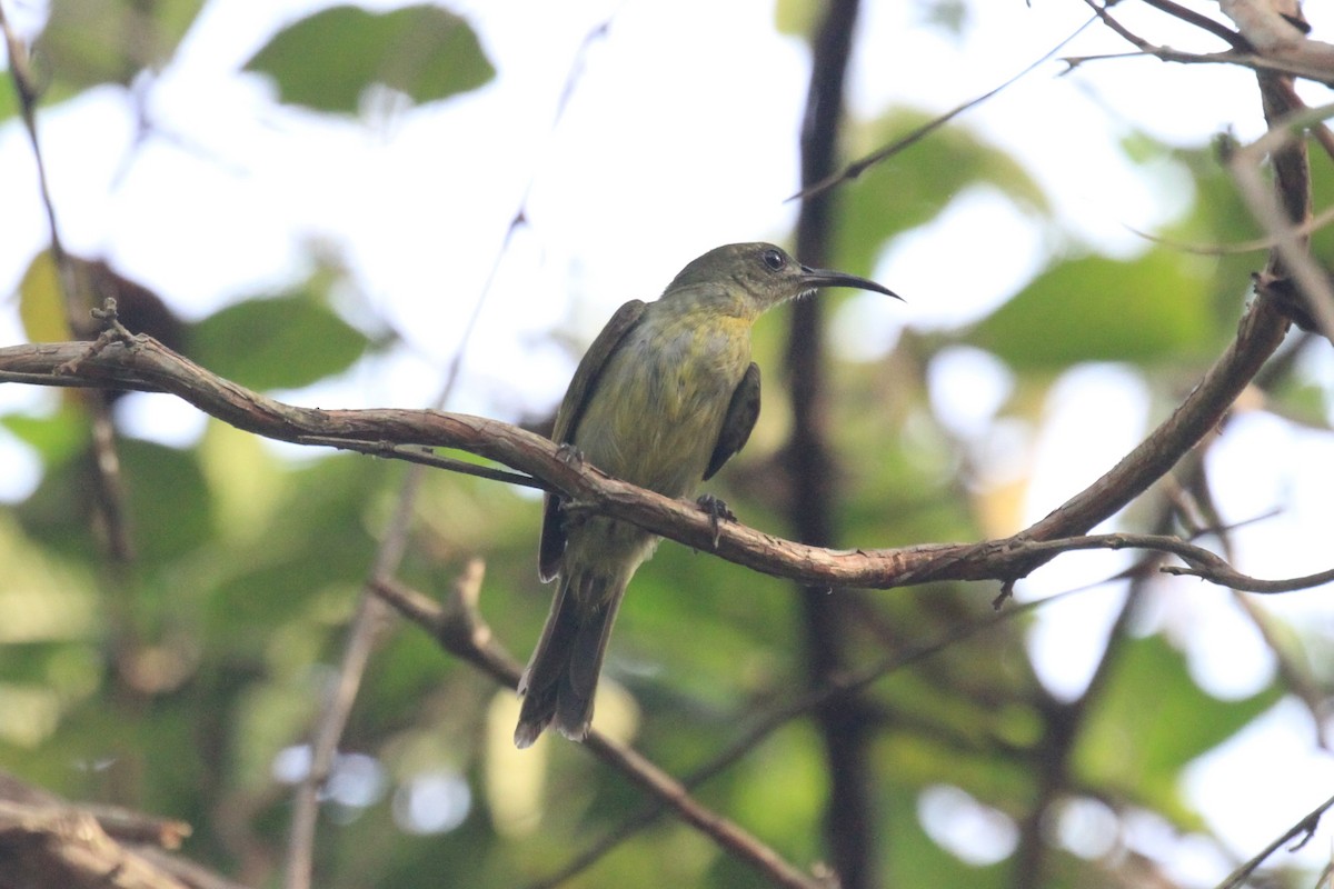 Olive Sunbird - ML57262781