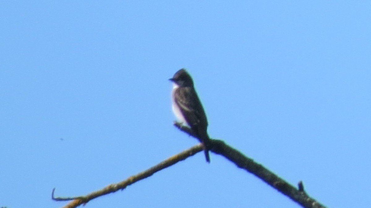 Olive-sided Flycatcher - ML572628101