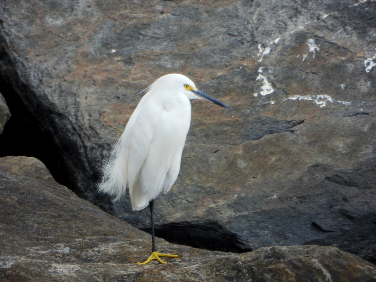 Snowy Egret - ML572628491