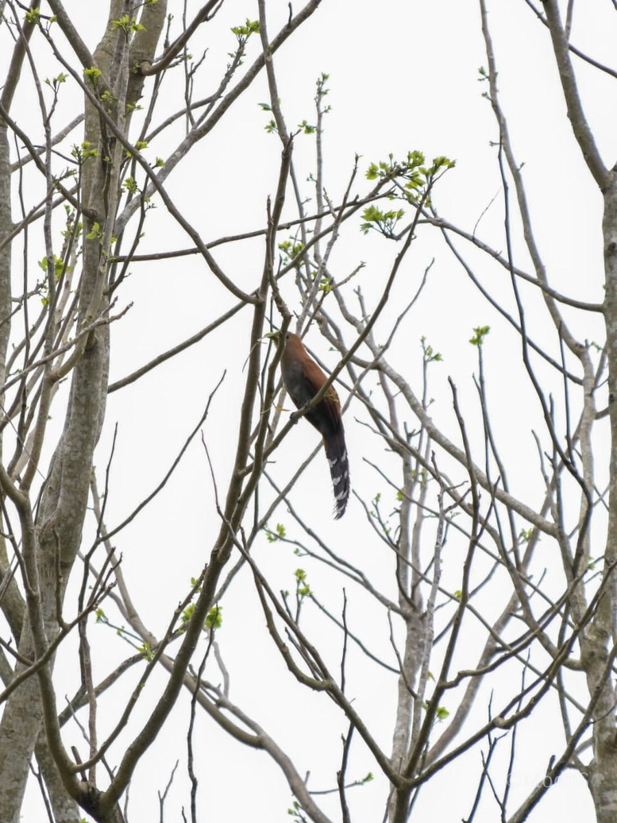 Squirrel Cuckoo - Scarlet  Cordero Seijas
