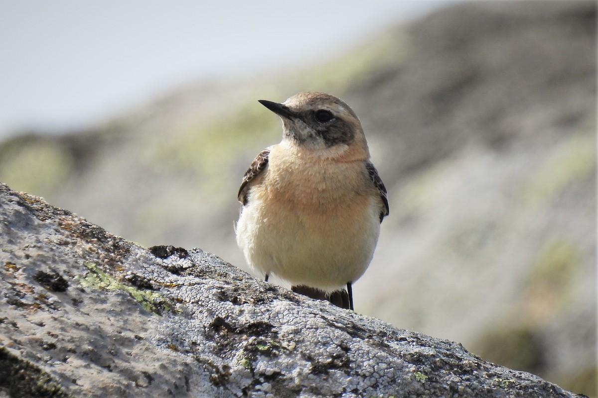 Western Black-eared Wheatear - ML572629331