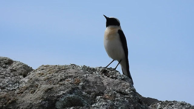 Western Black-eared Wheatear - ML572630021