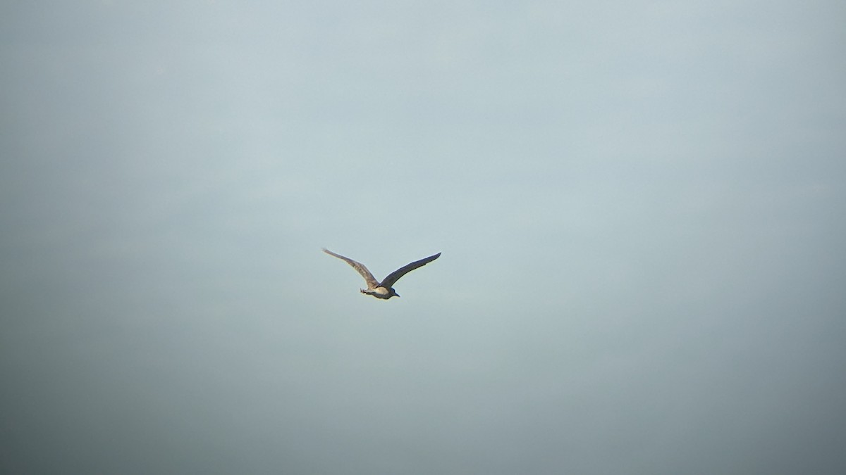 Black-crowned Night Heron - ML572630161