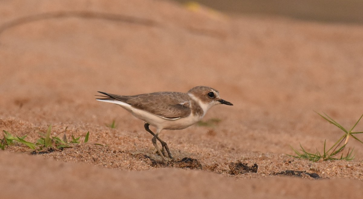 Kentish Plover - ML57263031