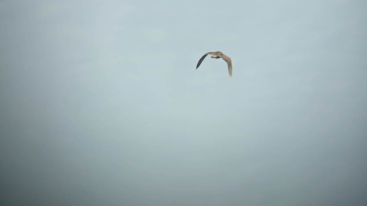 Black-crowned Night Heron - ML572630371