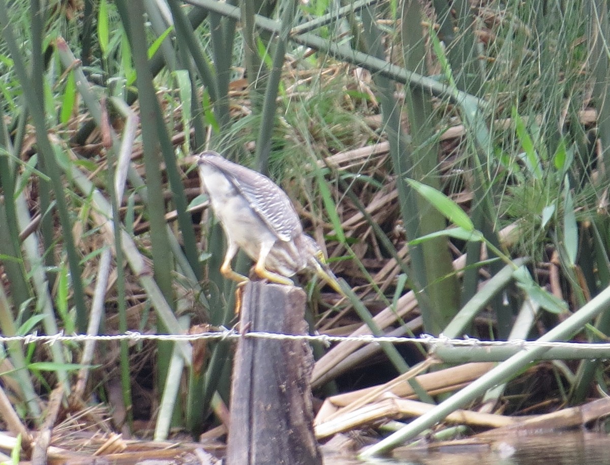 Striated Heron - Scarlet  Cordero Seijas