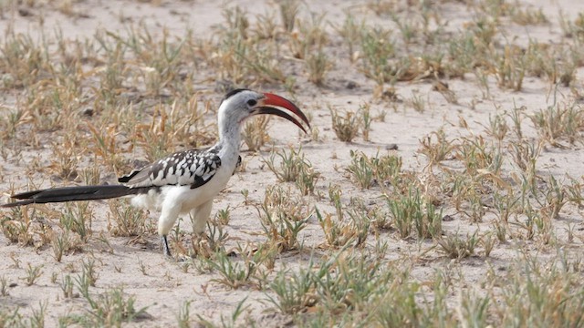 Northern Red-billed Hornbill - ML572630681