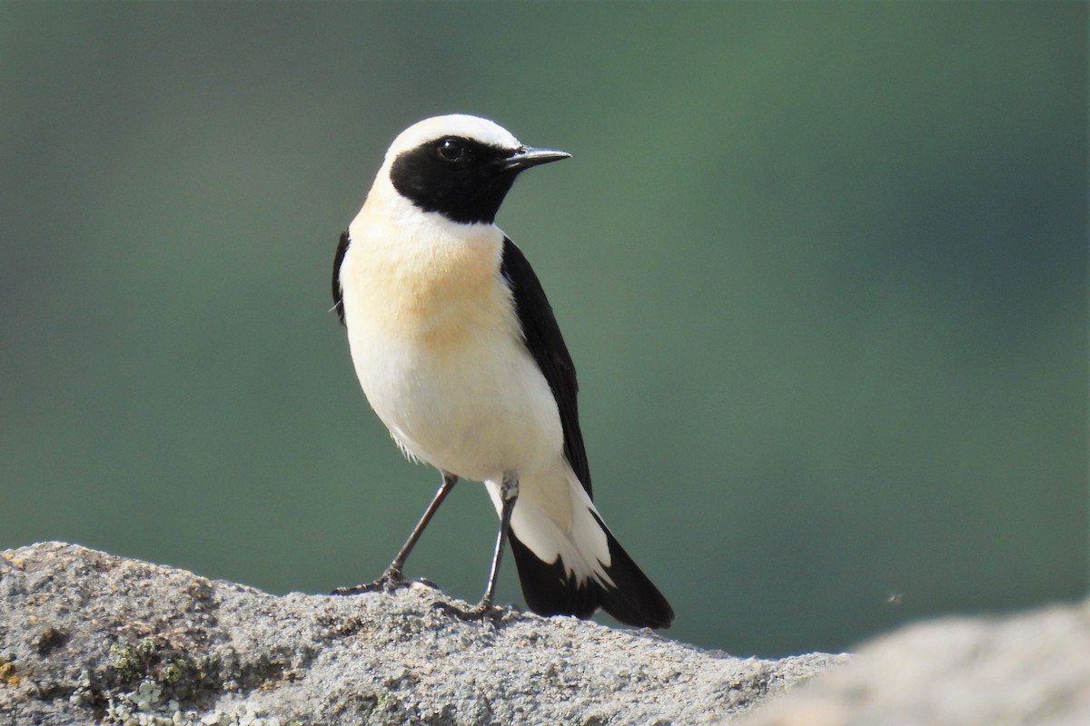 Western Black-eared Wheatear - ML572630761