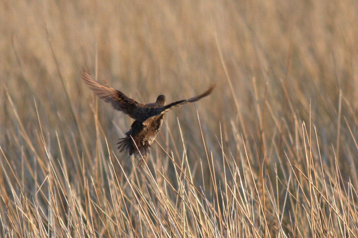 Clapper Rail - ML572630771