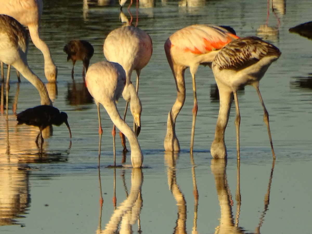 Chilean Flamingo - Mirian Del Río