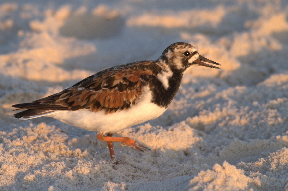 Ruddy Turnstone - ML572630861