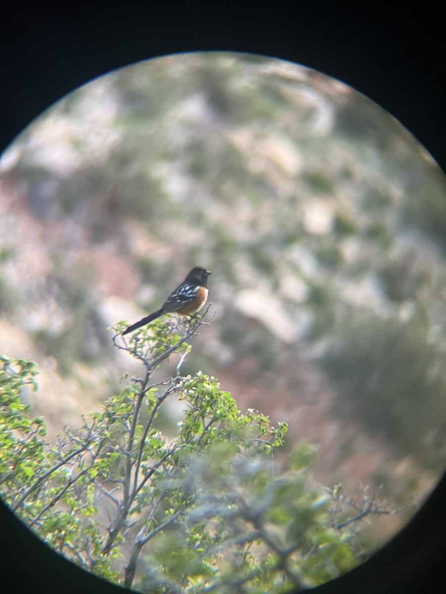 Spotted Towhee - Andrew Garrett