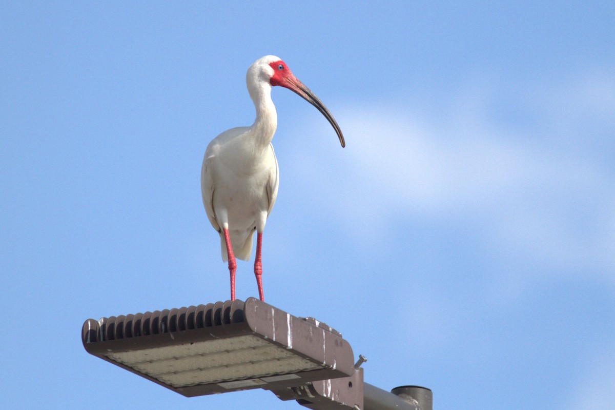 White Ibis - Richard Stanton