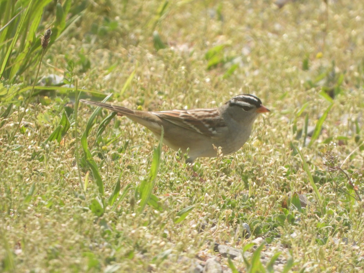 White-crowned Sparrow - ML572632501