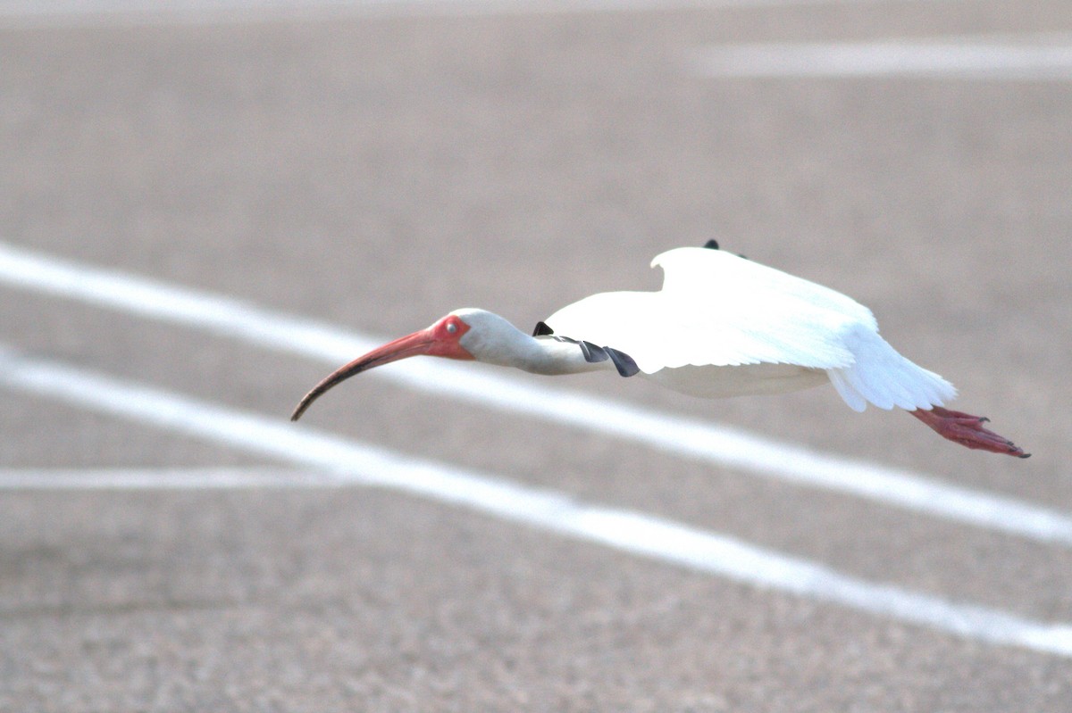 White Ibis - ML572632511