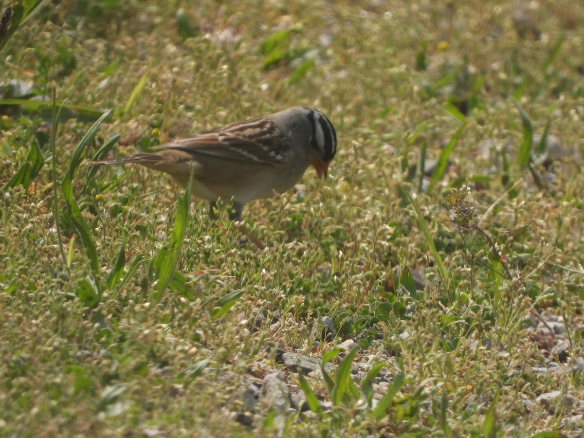 White-crowned Sparrow - ML572632691
