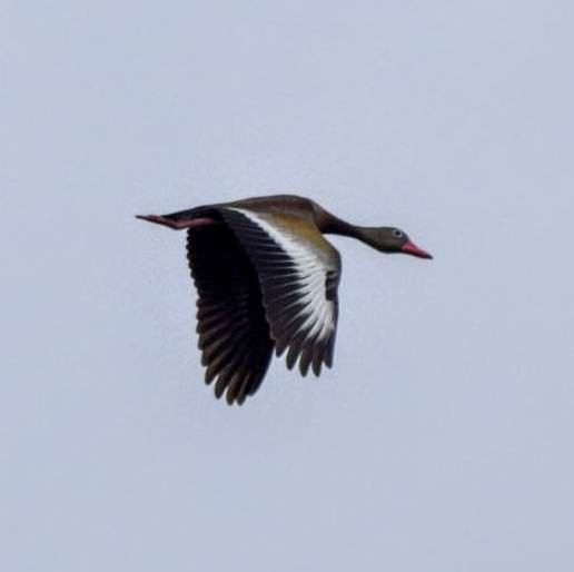 Black-bellied Whistling-Duck - ML572633141