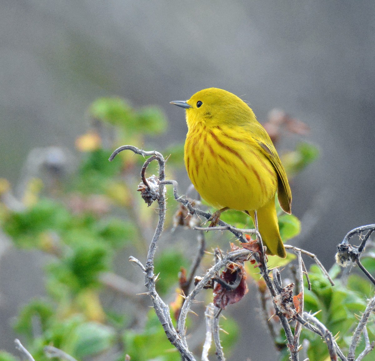Yellow Warbler (Northern) - ML572633801