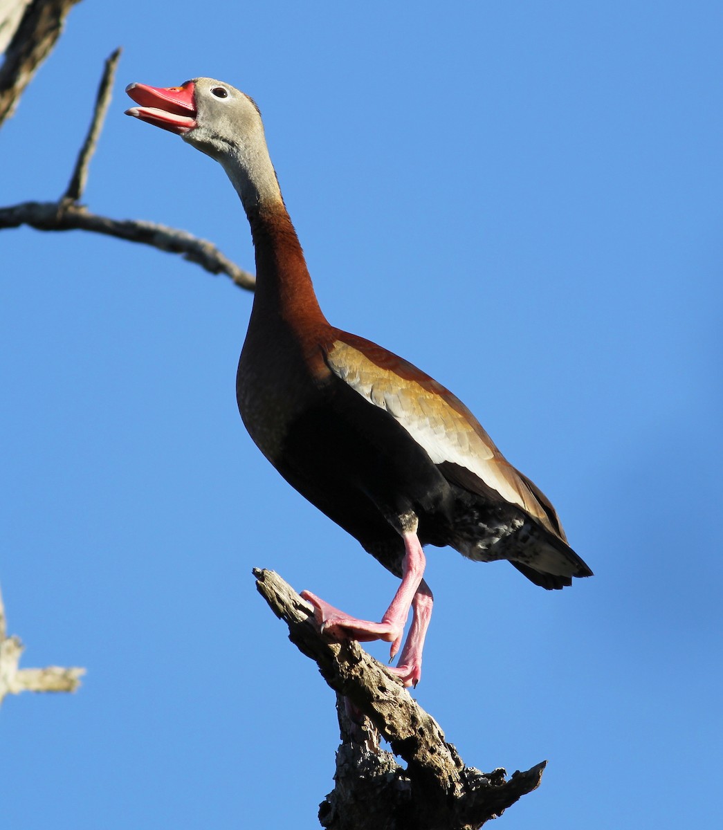 Black-bellied Whistling-Duck - Jason Leifester