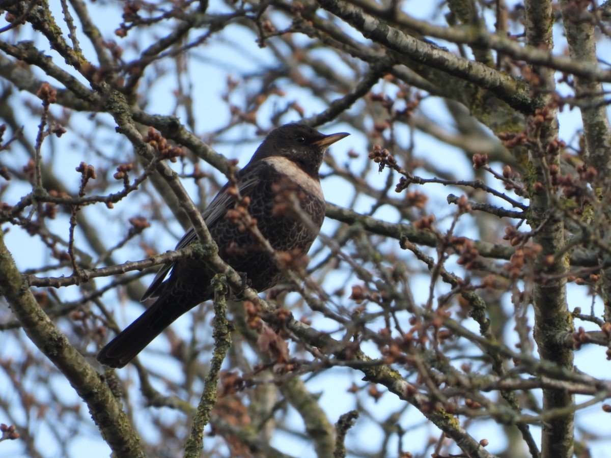 Ring Ouzel - ML572634061