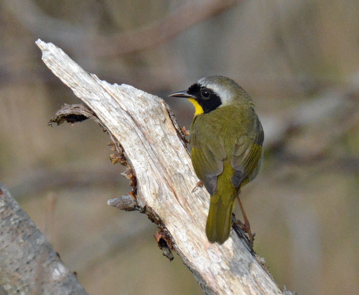 Common Yellowthroat - ML572634121