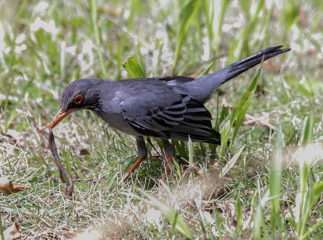 Red-legged Thrush (Antillean) - ML572634361