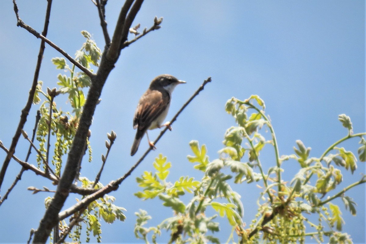 Greater Whitethroat - ML572636231