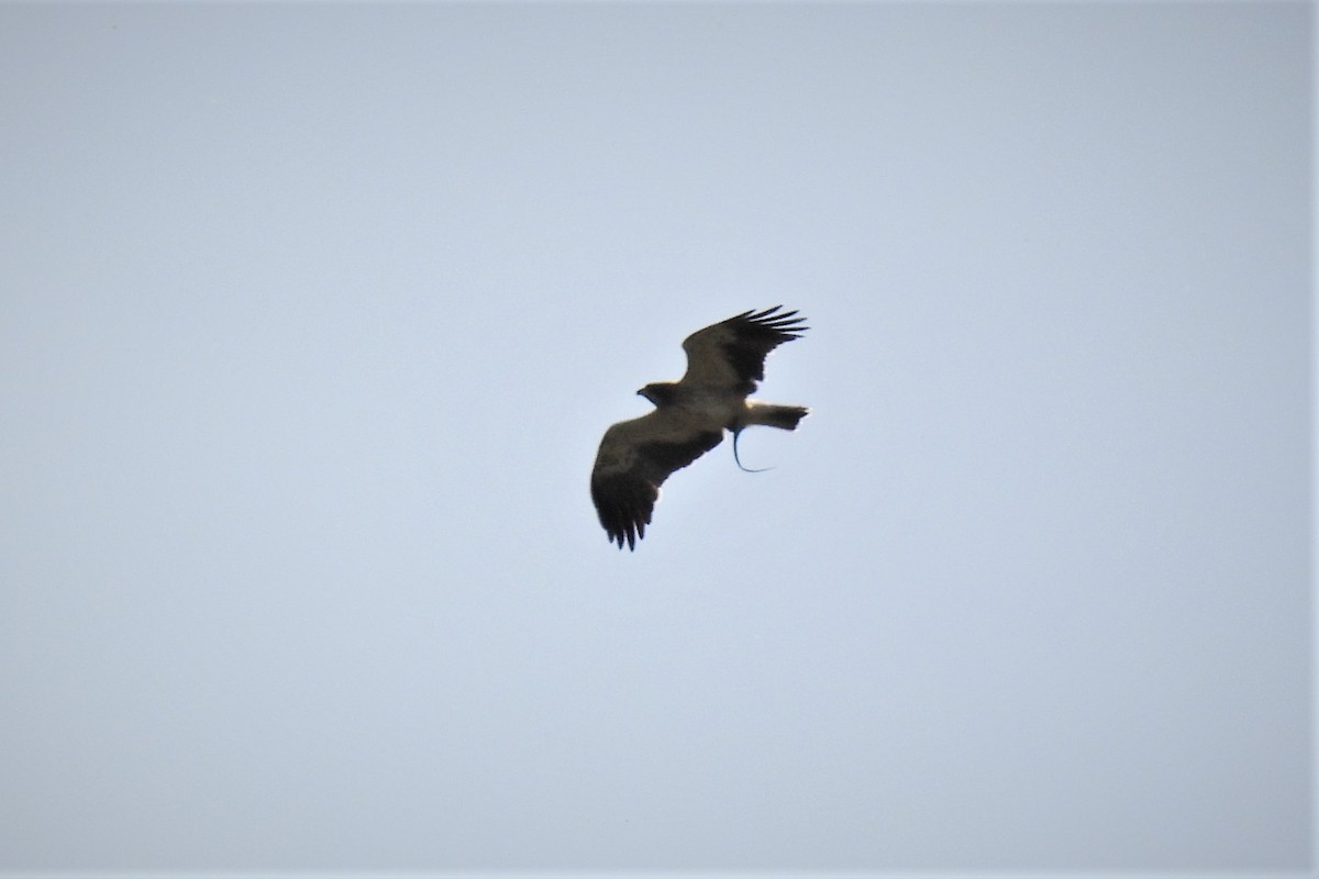 Booted Eagle - ML572636341