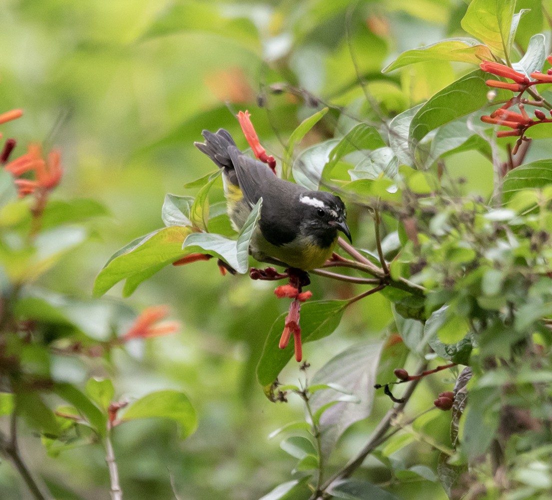 Bananaquit (Greater Antillean) - ML572636361